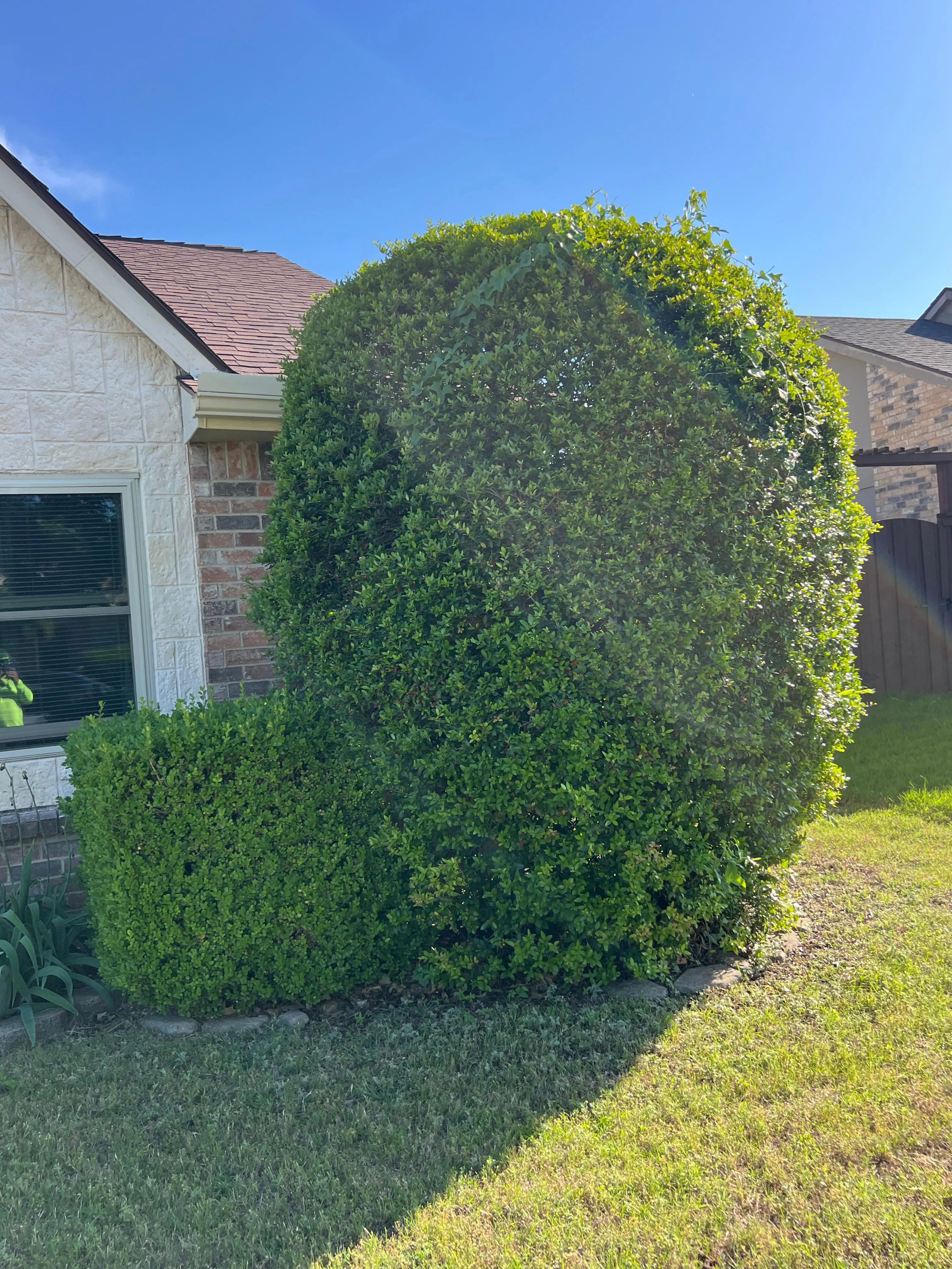 Shrub Trimming